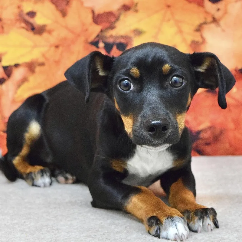 A baby small-sized male Black Terrier dog named Louie ECAS for adoption in Pleasanton, CA