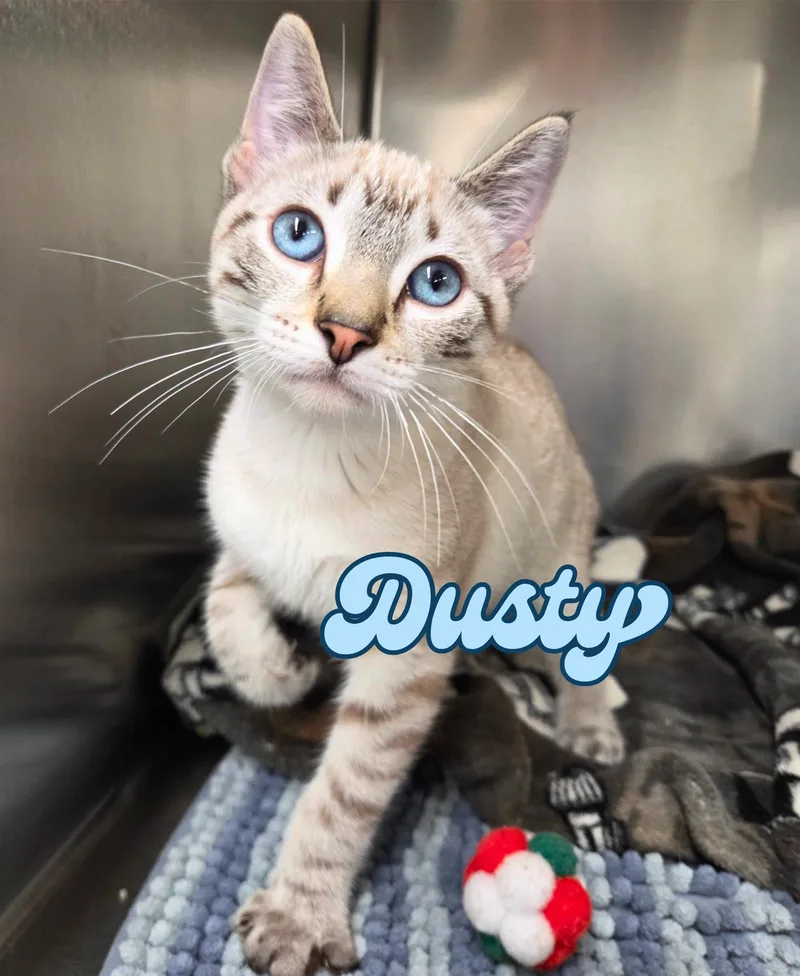 A baby medium-sized male Blue Point Domestic Short Hair cat named Dusty for adoption in Nevada, IA