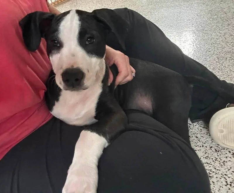 A young medium-sized male American Staffordshire Terrier dog named Elio stormie litter for adoption in Holly Springs, NC