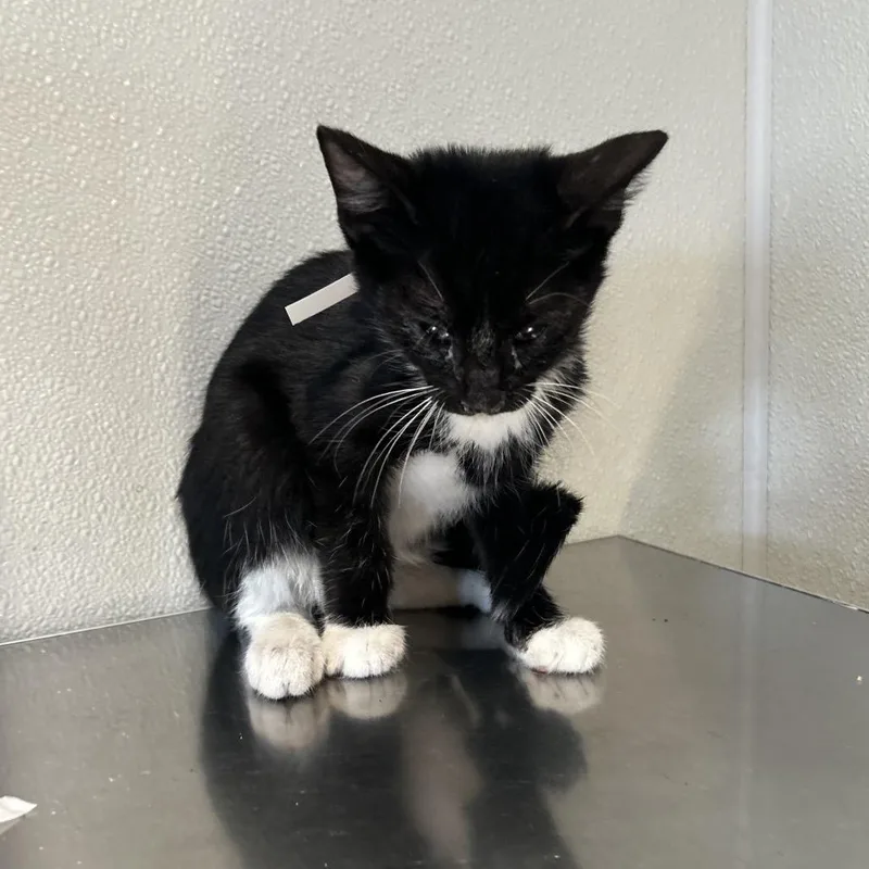 A baby small-sized male Black Domestic Short Hair cat named Mickey for adoption in Long Beach, CA