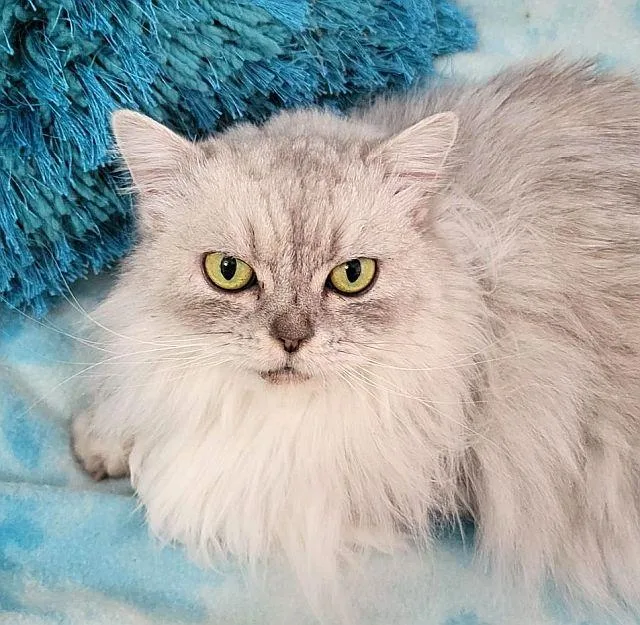 An adult small-sized female Persian cat named Dixie for adoption in Powder Springs, GA