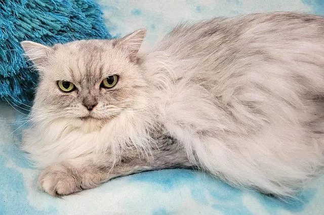 Dixie thumbnail 3