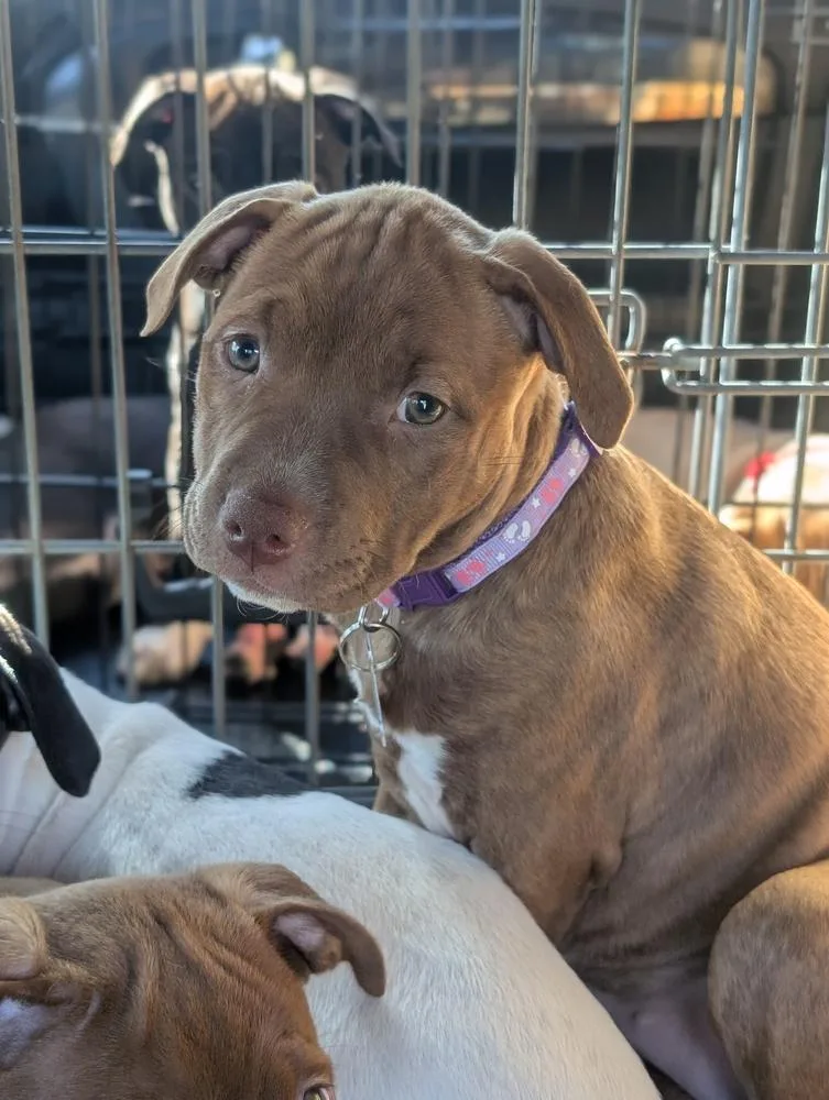 A baby large-sized female Terrier dog named Betsy Bramble for adoption in Waunakee, WI