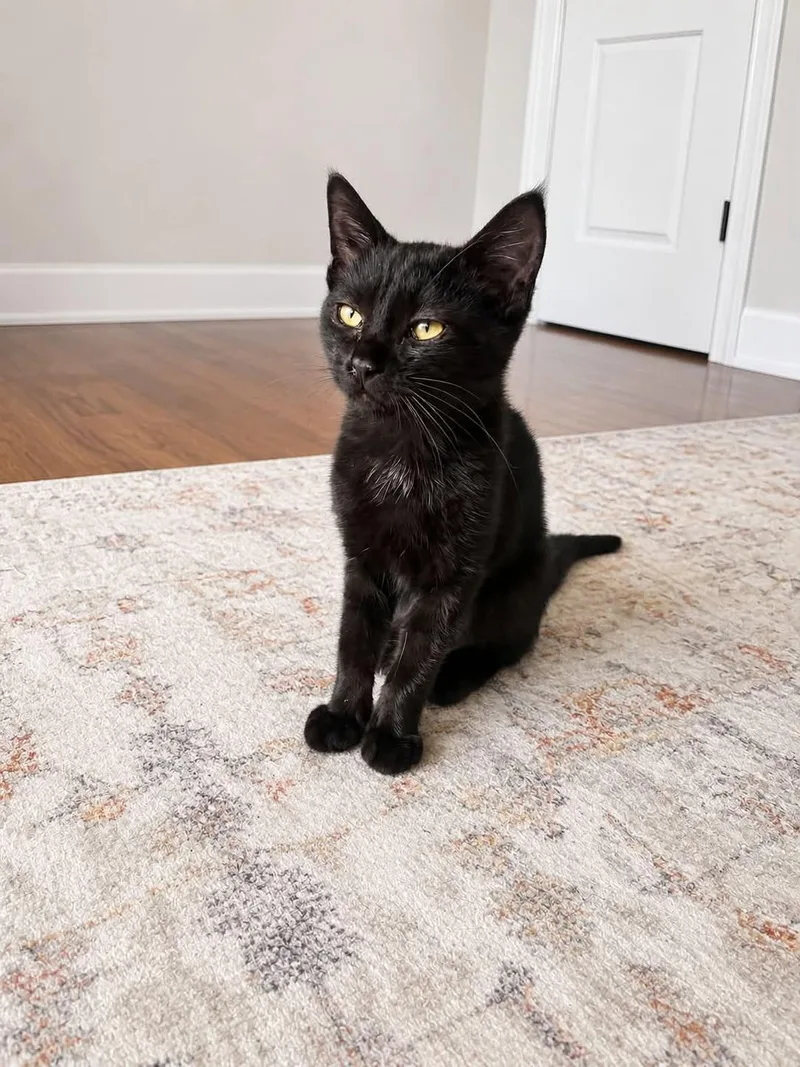 A baby small-sized female Black Domestic Short Hair cat named Siren for adoption in Clarksville, TN