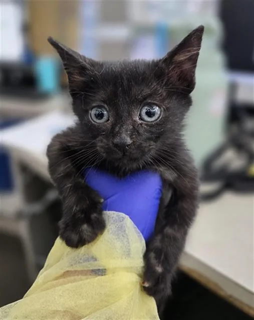 A baby medium-sized female Domestic Short Hair cat named Ramses for adoption in Dallas, TX