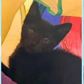 A baby small-sized male Black Domestic Short Hair cat named Jim for adoption in Orangevale, CA