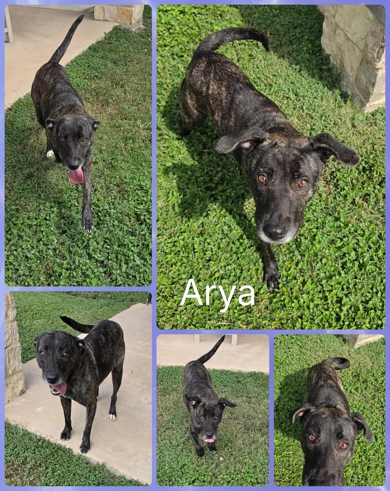 An adult medium-sized female Brindle Terrier dog named Arya for adoption in Universal City, TX
