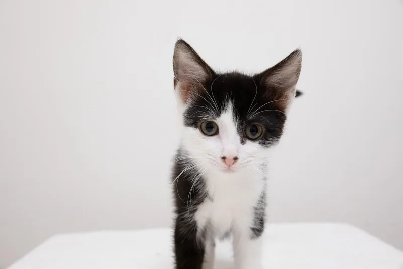 A baby medium-sized female Black & White / Tuxedo Domestic Short Hair cat named Lila for adoption in Montclair, NJ