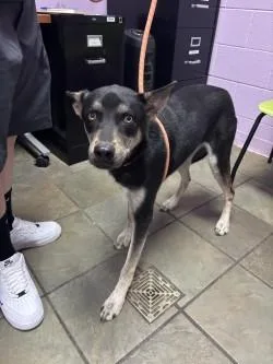 A young small-sized female White / Cream Husky dog named Maggie for adoption in El Paso, TX