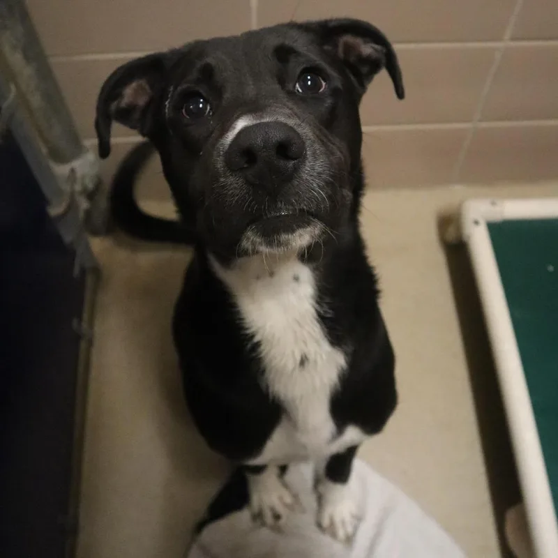 An adult medium-sized male Black Mixed Breed dog named Stuart for adoption in Waukesha, WI