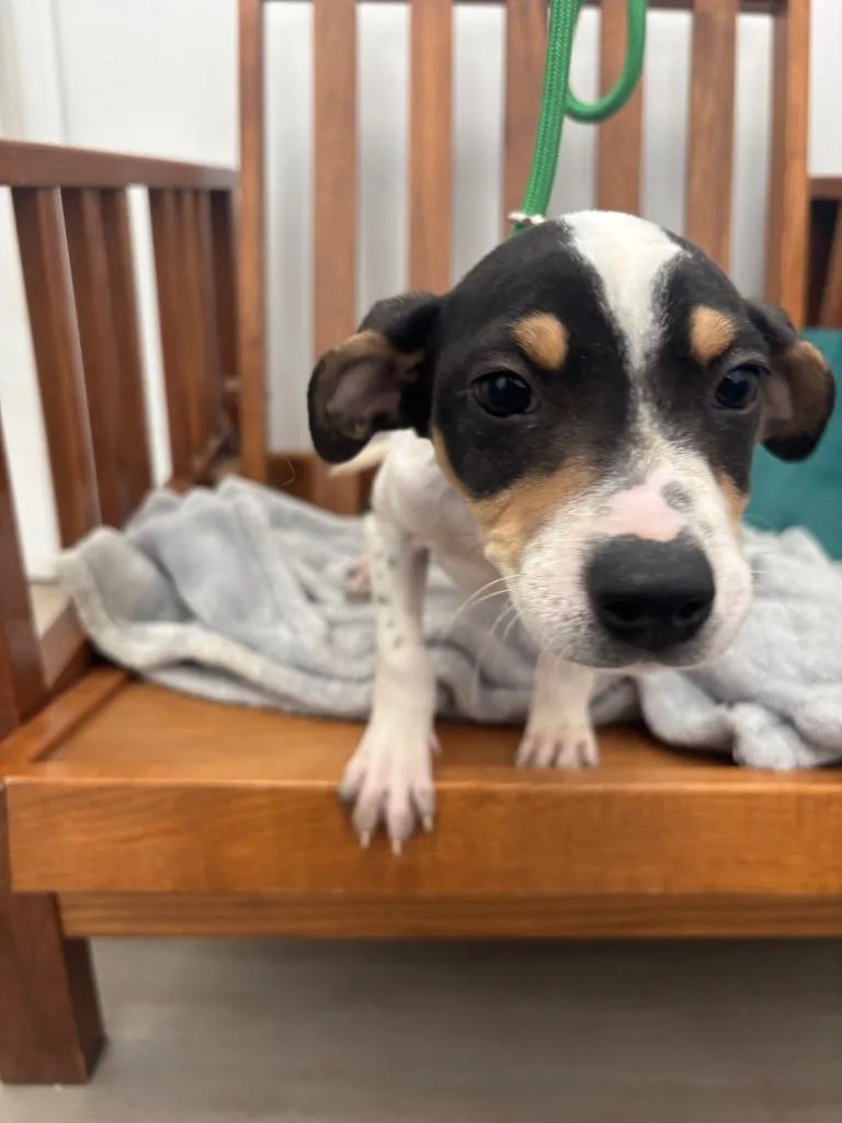 A baby medium-sized male Terrier dog named Egg for adoption in Cambridge, MD