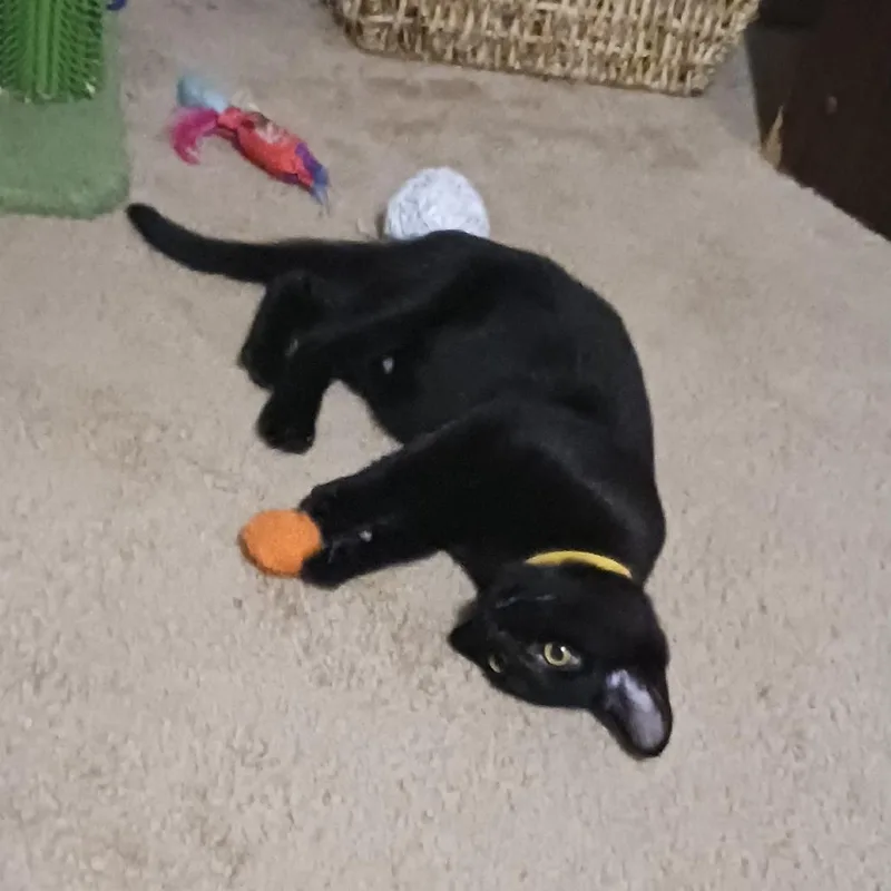 A baby small-sized male Black Domestic Short Hair cat named Homelander for adoption in Inver Grove Heights, MN