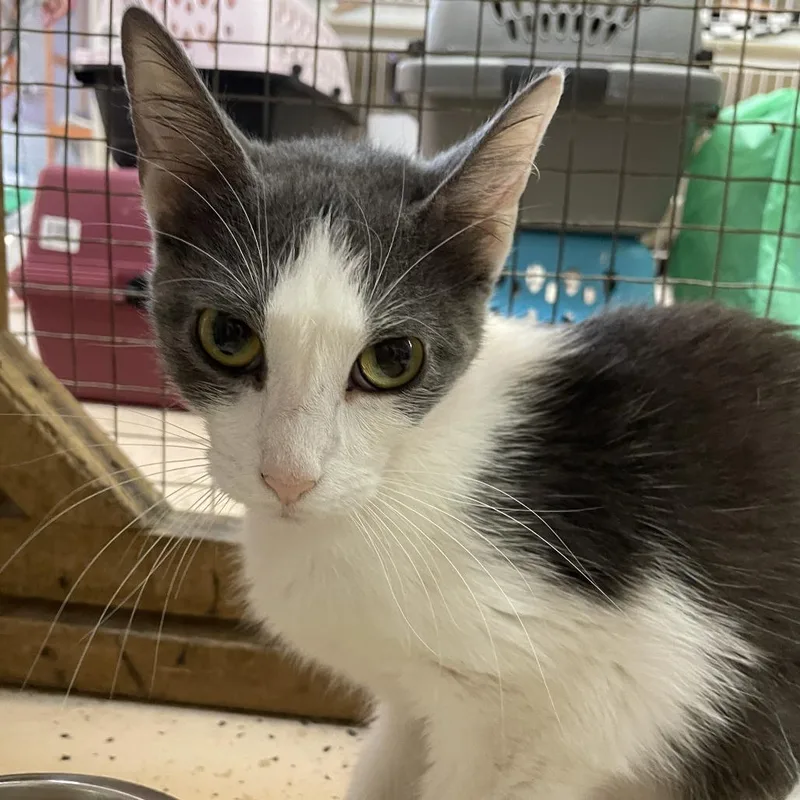 A baby medium-sized female Gray / Blue / Silver Domestic Short Hair cat named Argos for adoption in Madison, WI