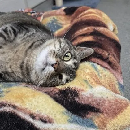 An adult large-sized female Domestic Short Hair cat named Winter for adoption in Worcester, MA