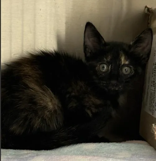 A baby small-sized female Domestic Short Hair cat named Serrano for adoption in Killeen, TX