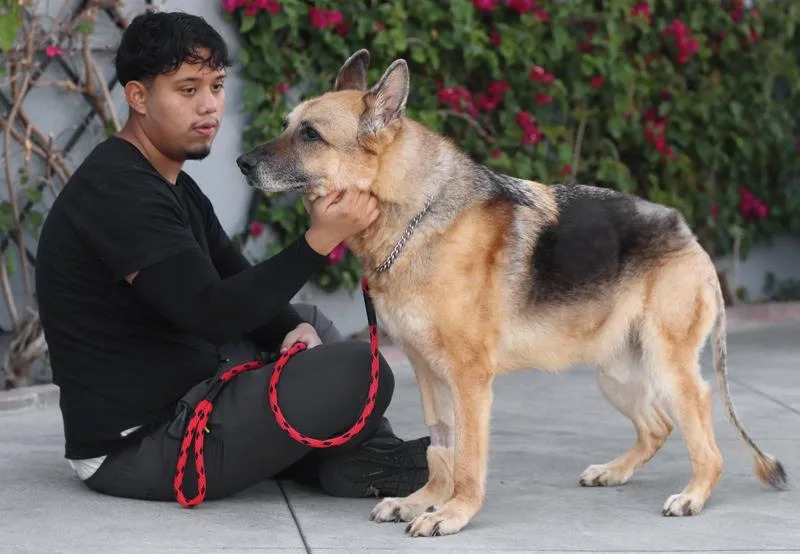 A senior large-sized male Black German Shepherd Dog dog named Brody von Baub for adoption in Los Angeles, CA