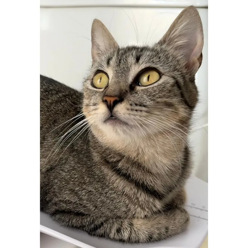 A young medium-sized female Tabby (Brown / Chocolate) Tabby cat named Cookie for adoption in Morgan Hill, CA