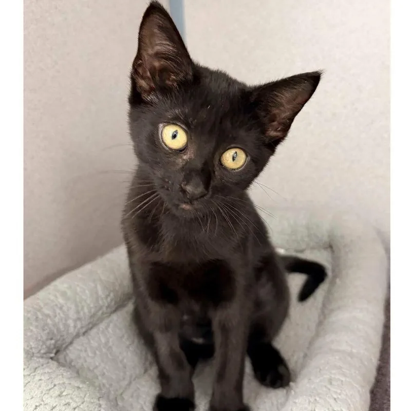 A baby medium-sized female Black Domestic Short Hair cat named Dory for adoption in Stamford, CT