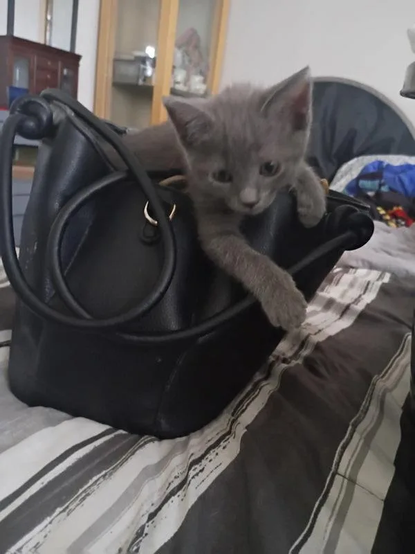 A baby small-sized female Domestic Short Hair cat named Lagoon for adoption in El Cajon, CA