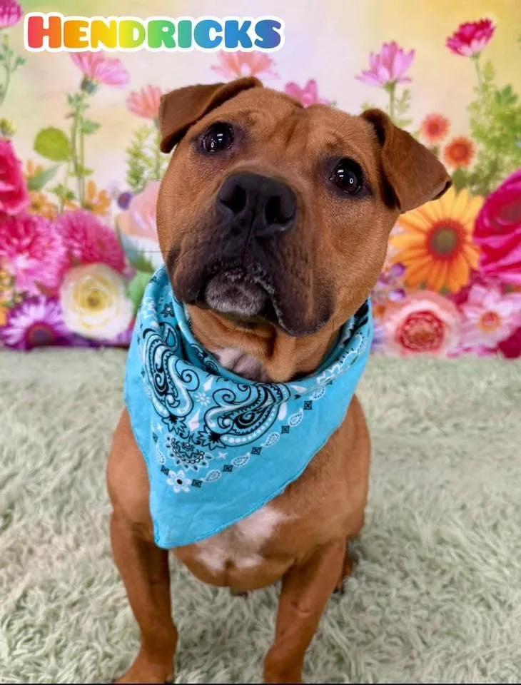 An adult medium-sized male Yellow / Tan / Blond / Fawn Mixed Breed dog named Hendricks for adoption in Flint, MI