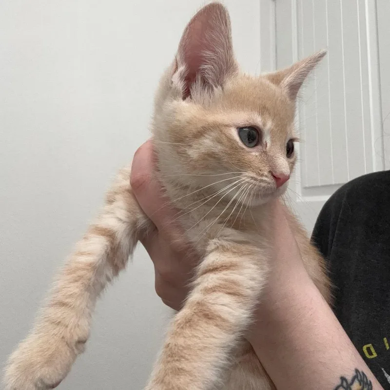 A baby small-sized male Domestic Short Hair cat named Leo for adoption in San Antonio, TX