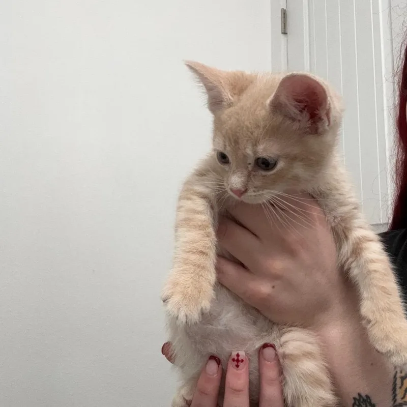Leo thumbnail 2