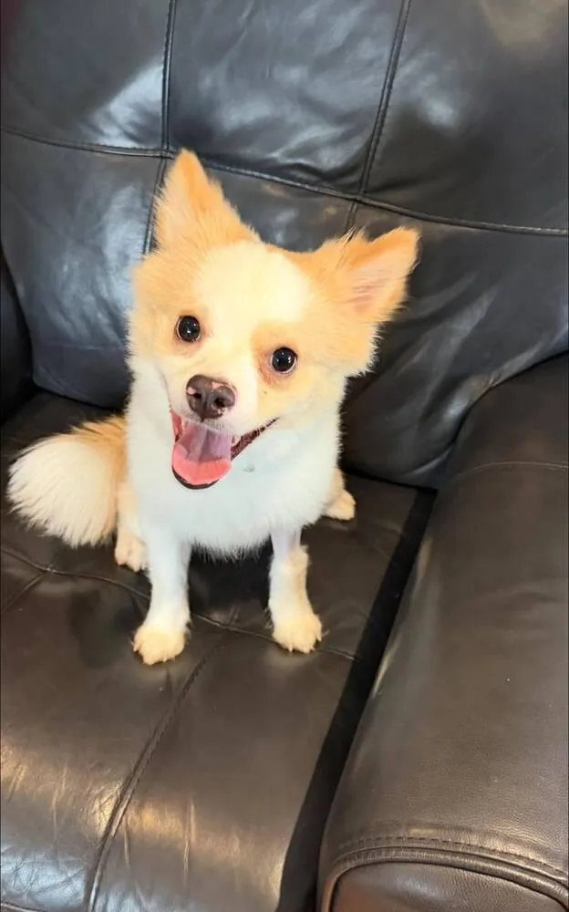 A young small-sized male Pomeranian dog named Kai for adoption in Huntington, NY