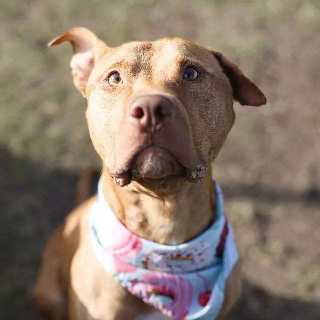 A young medium-sized male American Staffordshire Terrier dog named Bruno U. Know for adoption in San Antonio, TX
