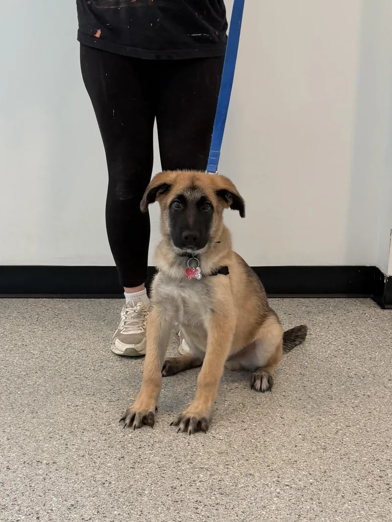A baby medium-sized male Shepherd dog named Merv for adoption in Chicago, IL