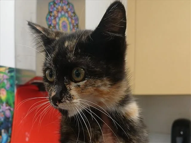 A baby small-sized female Domestic Short Hair cat named Moon Pie for adoption in Los Angeles, CA