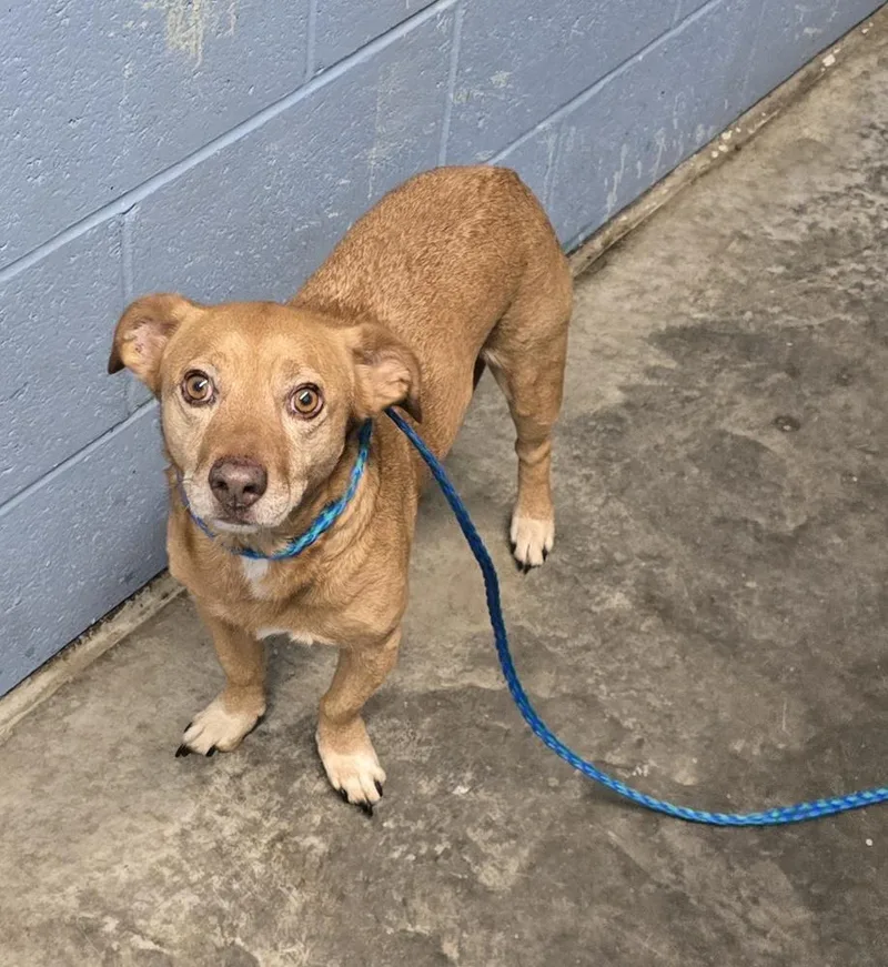 An adult medium-sized male Brown / Chocolate Dachshund dog named Boogey for adoption in Evansville, IN