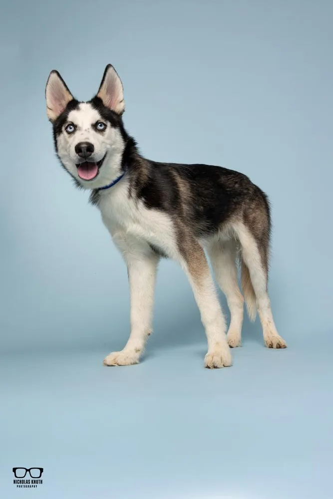 A young medium-sized male Tricolor (Brown, Black, & White) Siberian Husky dog named Malakai for adoption in Palatine, IL