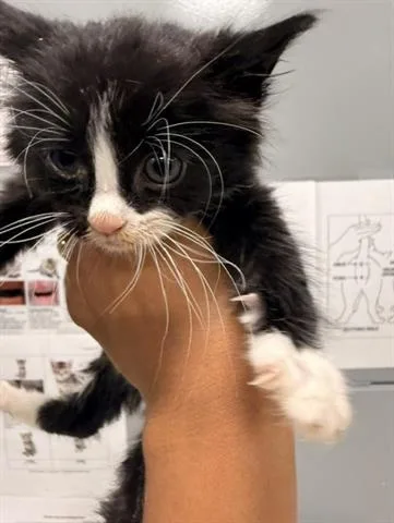 A baby small-sized male Domestic Medium Hair cat named Jerome for adoption in San Martin, CA
