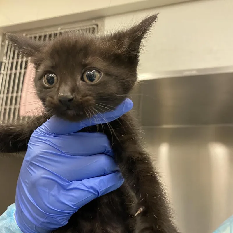 A baby small-sized male Black Domestic Short Hair cat named Fish for adoption in Los Angeles, CA