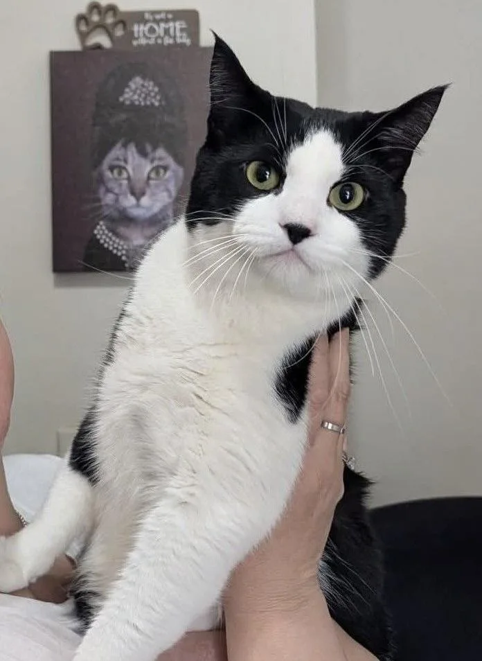 A young large-sized male Black Domestic Short Hair cat named Bandit for adoption in Ozone Park, NY