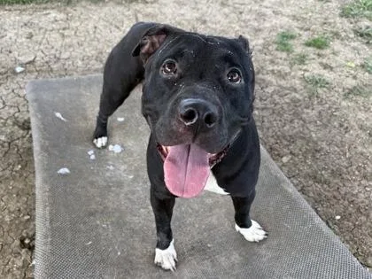 An adult medium-sized female Black Mixed Breed dog named Aphrodite for adoption in Georgetown, TX