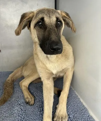 A baby extra large-sized male Anatolian Shepherd dog named Merlin for adoption in Gainesville, FL