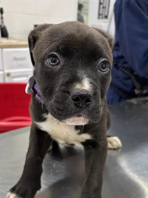 A baby small-sized male Pit Bull Terrier dog named Ren for adoption in Upper Marlboro, MD