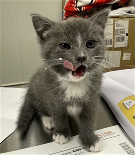 A baby small-sized female Domestic Short Hair cat named Luna for adoption in Ontario, CA