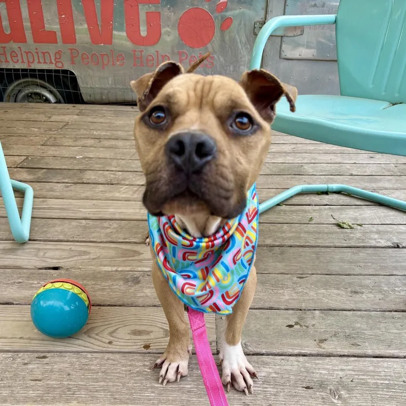 Protozoa thumbnail 2