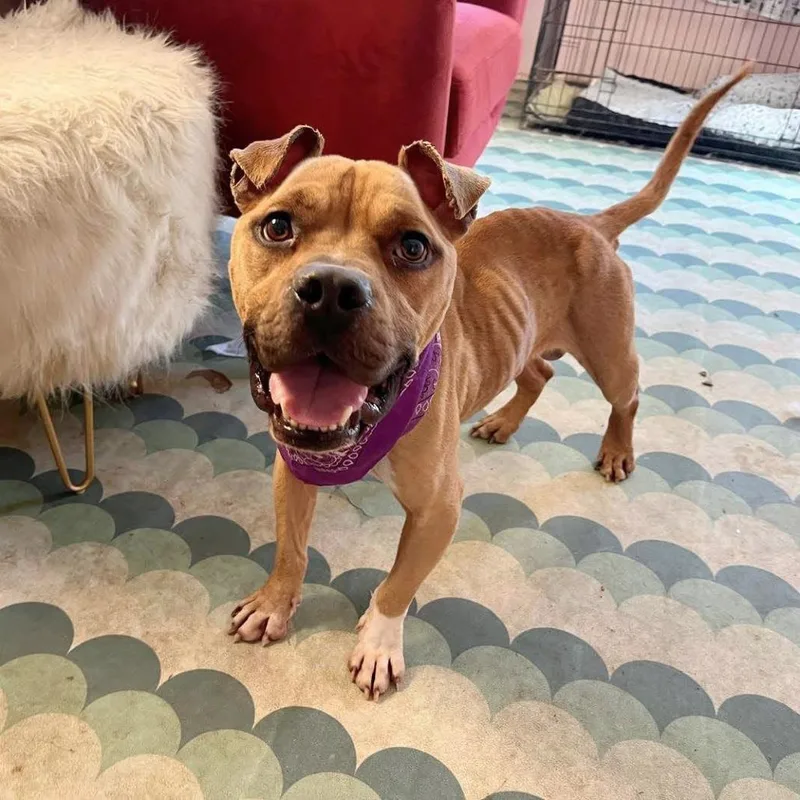 Protozoa thumbnail 3