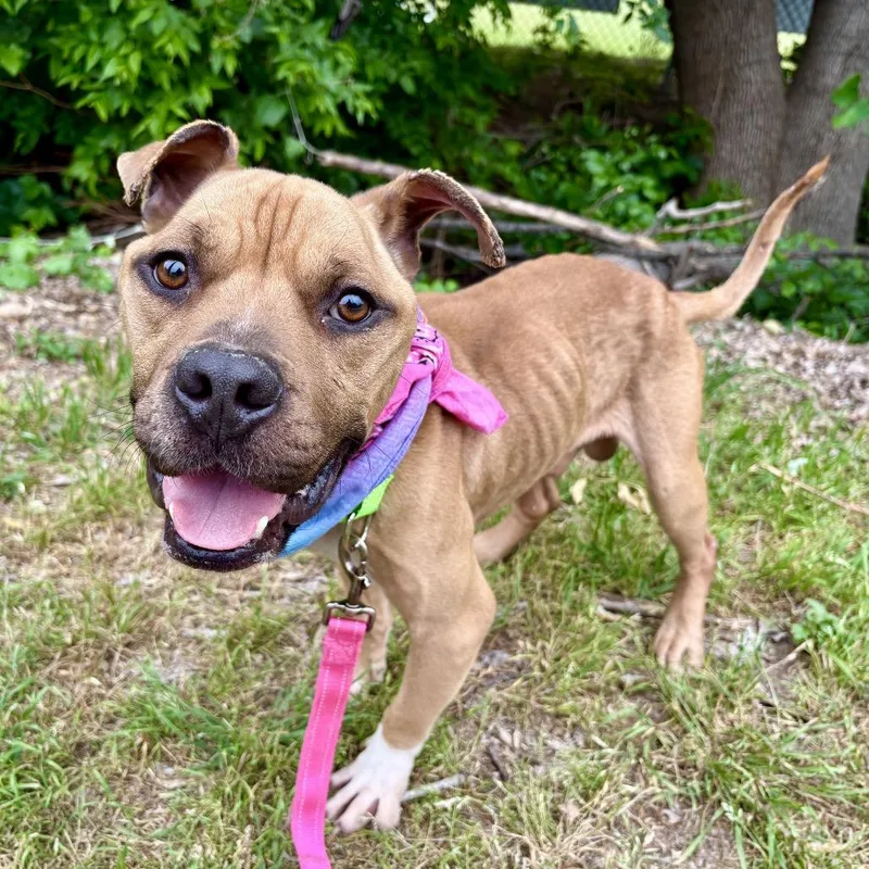 Protozoa thumbnail 4