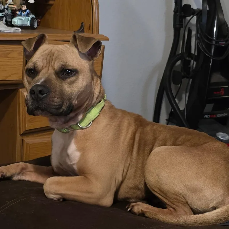 Protozoa thumbnail 5