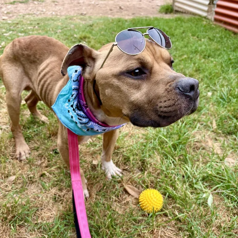 Protozoa thumbnail 6