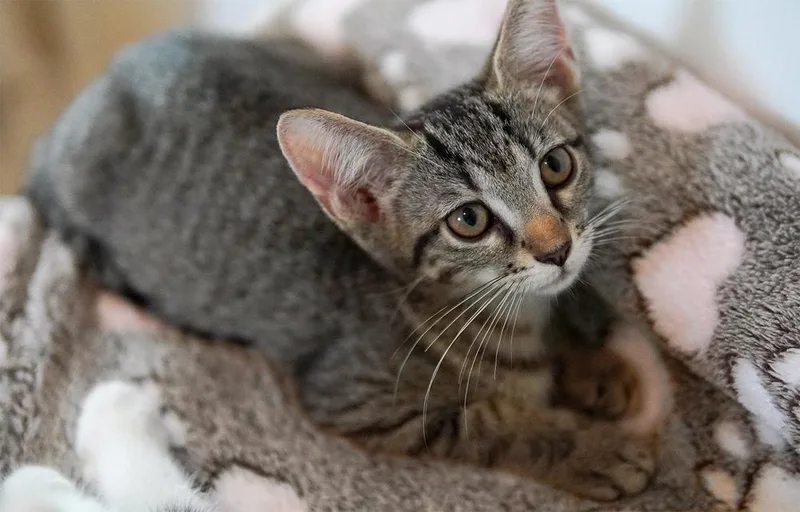 A baby small-sized female Domestic Short Hair cat named Tatiana for adoption in Wellington, FL
