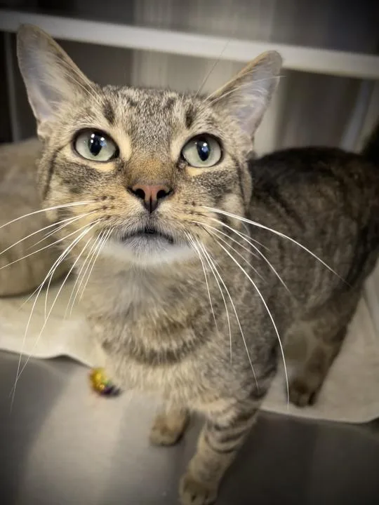 An adult medium-sized male Domestic Short Hair cat named Bowser for adoption in Jackson, MI