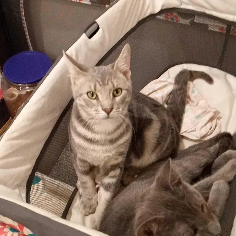 A baby medium-sized male Domestic Short Hair cat named Slim Coming In for adoption in Clifton, NJ