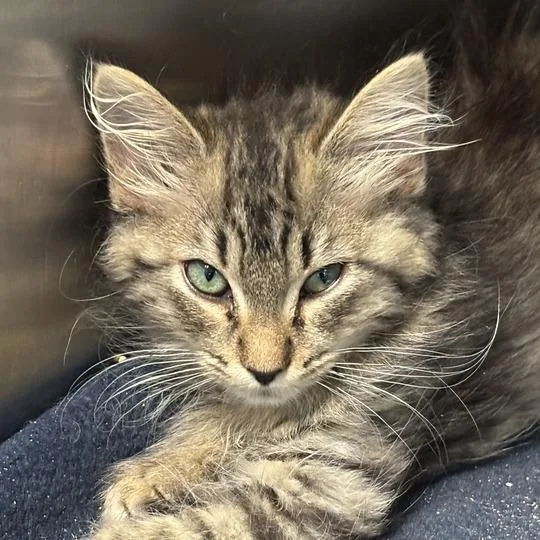 A baby small-sized female Brown / Chocolate Domestic Medium Hair cat named Emerald Jade Green Ball for adoption in Davenport, IA