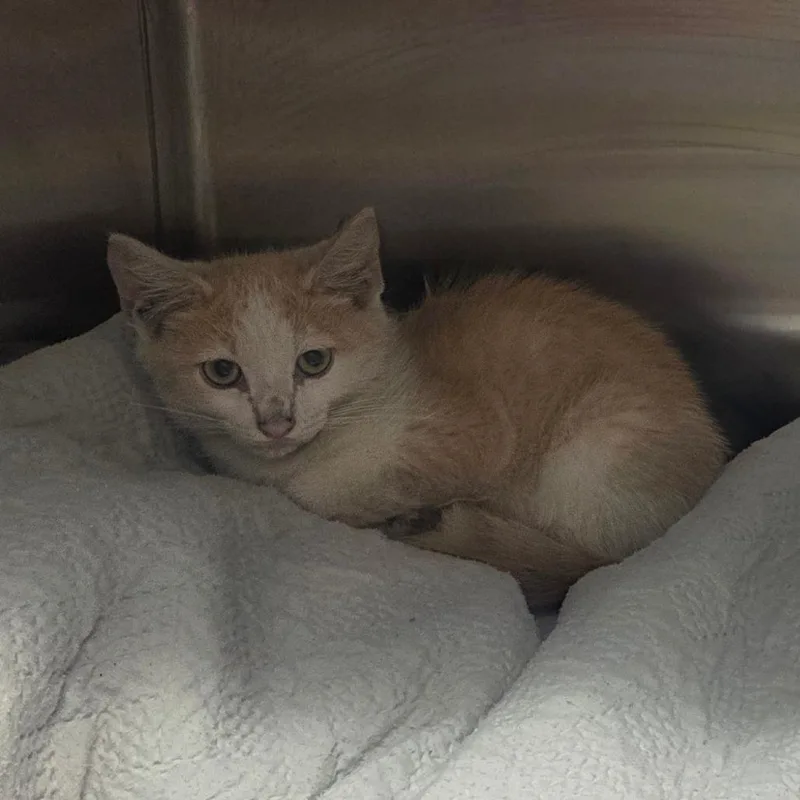 A baby medium-sized male Orange / Red Domestic Short Hair cat named Story for adoption in Chattanooga, TN