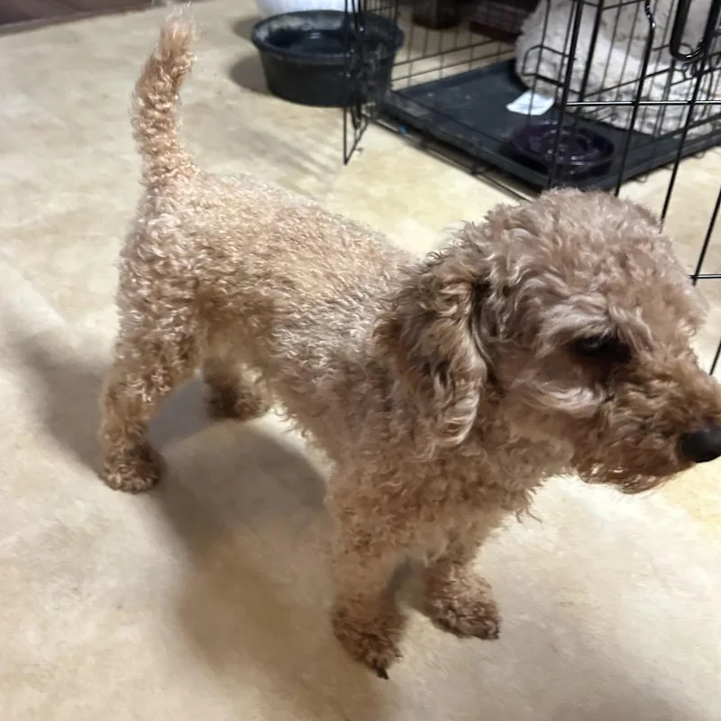 An adult small-sized male Apricot / Beige Miniature Poodle dog named Spencer for adoption in Hinesville, GA